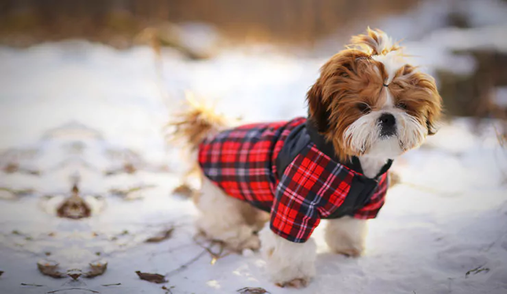 tissu-au-mètre-vêtements-chien